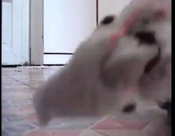 46958032_2333895236640338_5347423468239454208_n