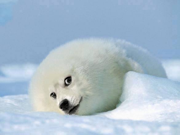 10409709_1035546213141676_4707157059935914905_n