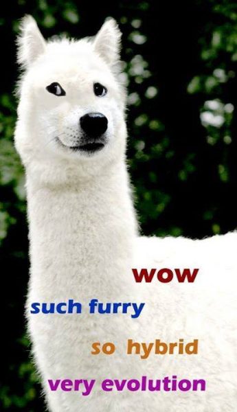 10464324_1035554886474142_5760751439596797180_n