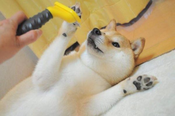 10475592_307891702705134_937118056513265404_n