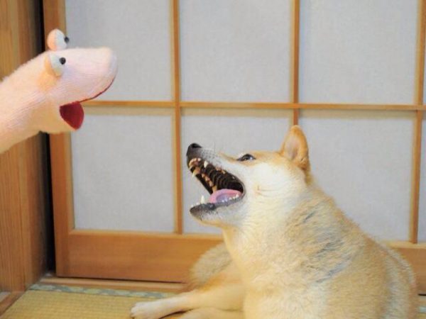 10487176_296707940490177_6985970836169158665_n