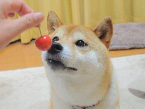 10492618_297673380393633_2144808746372758046_n