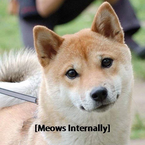 11073504_1035545053141792_4896179518866205675_n – Copy