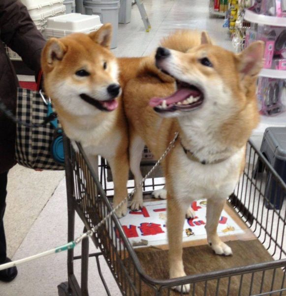 11206006_1062825320413765_2077314281332681699_n – Copy